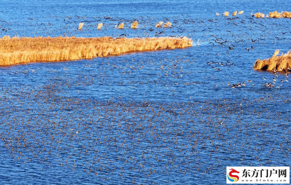 河北衡水湖：秋去冬来“鸟浪”起(图2)