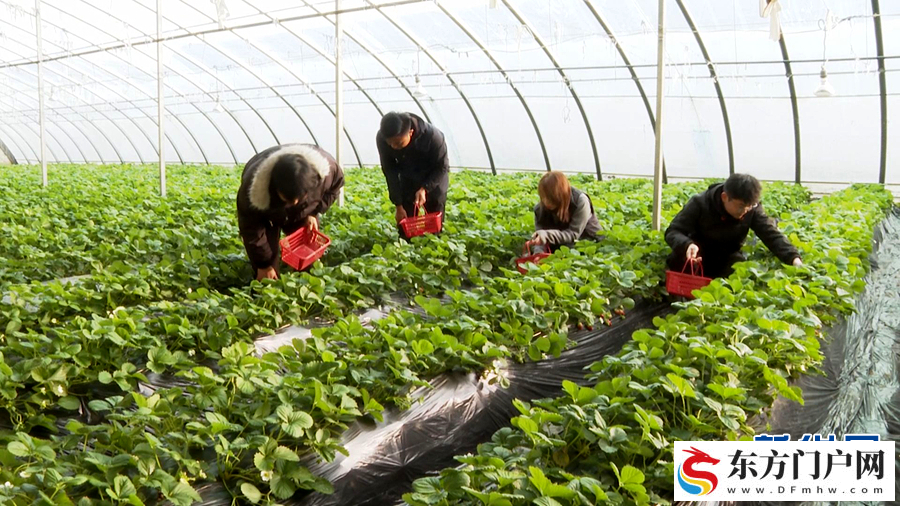 初冬收获忙(图6)