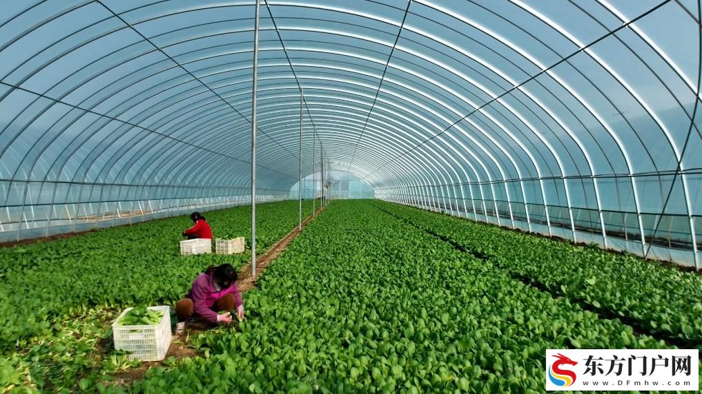 陕西扶风：小蔬菜托起增收大产业(图1)