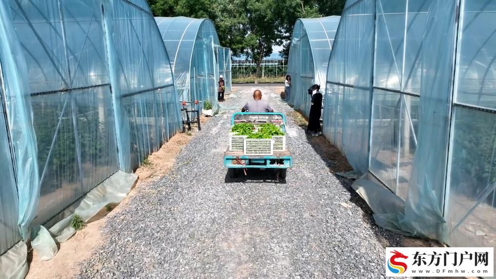 陕西扶风：小蔬菜托起增收大产业(图3)
